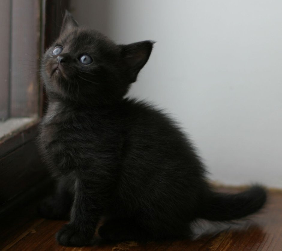 Скоттиш страйт черный котенок