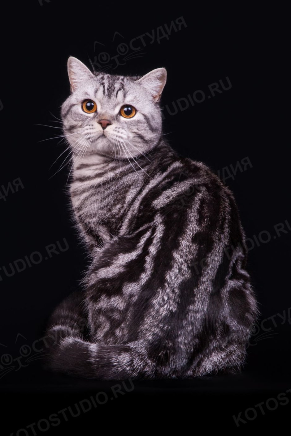 Скоттиш фолд черный дым