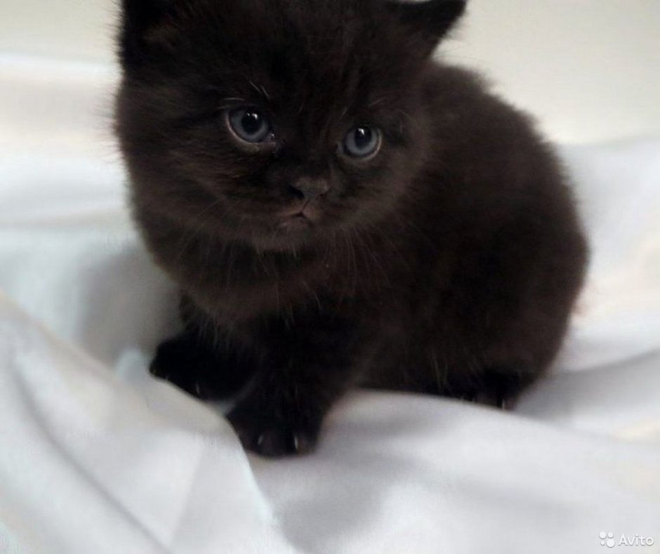Шотландские котята скоттиш страйт черные