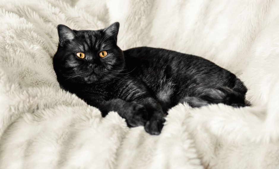 Скоттиш страйт черный
