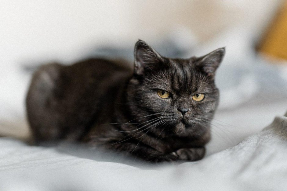 Шотландская кошка прямоухая черная