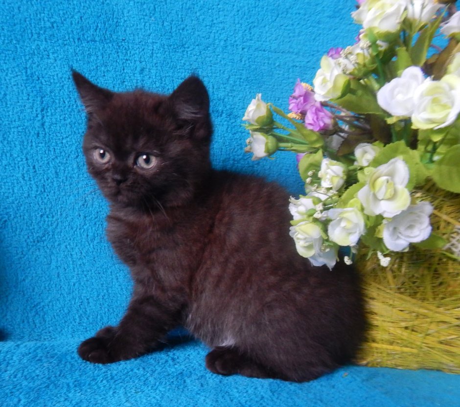 Черный шотландский прямоухий кот