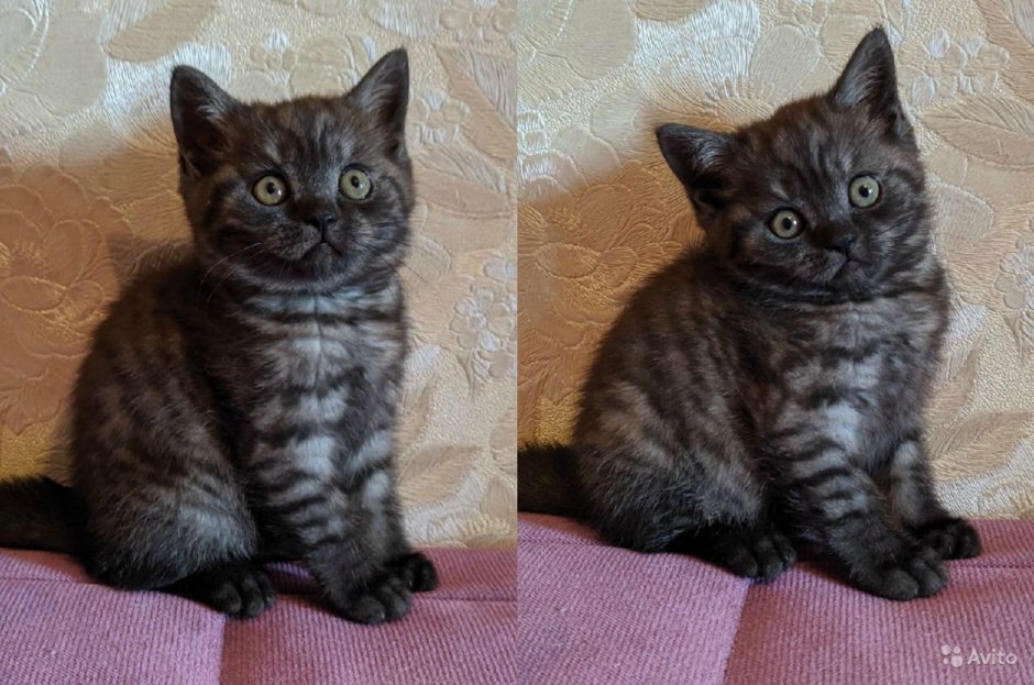 Шотландская кошка прямоухая черная