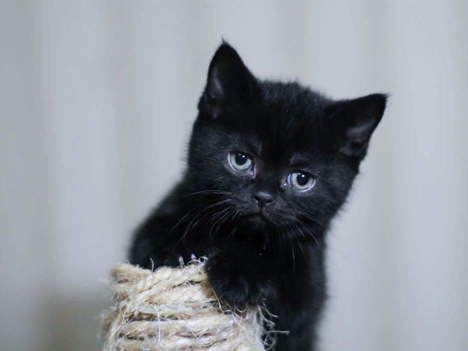 Кот окрас черный дым
