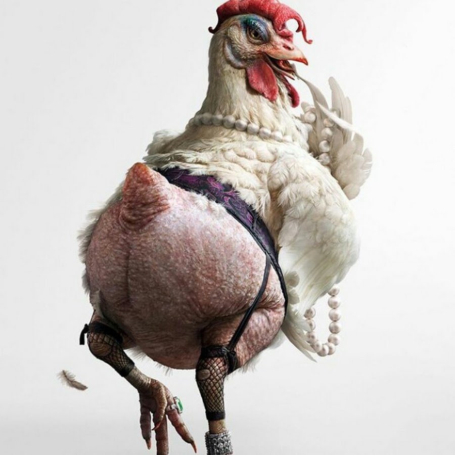 Общипанная курица