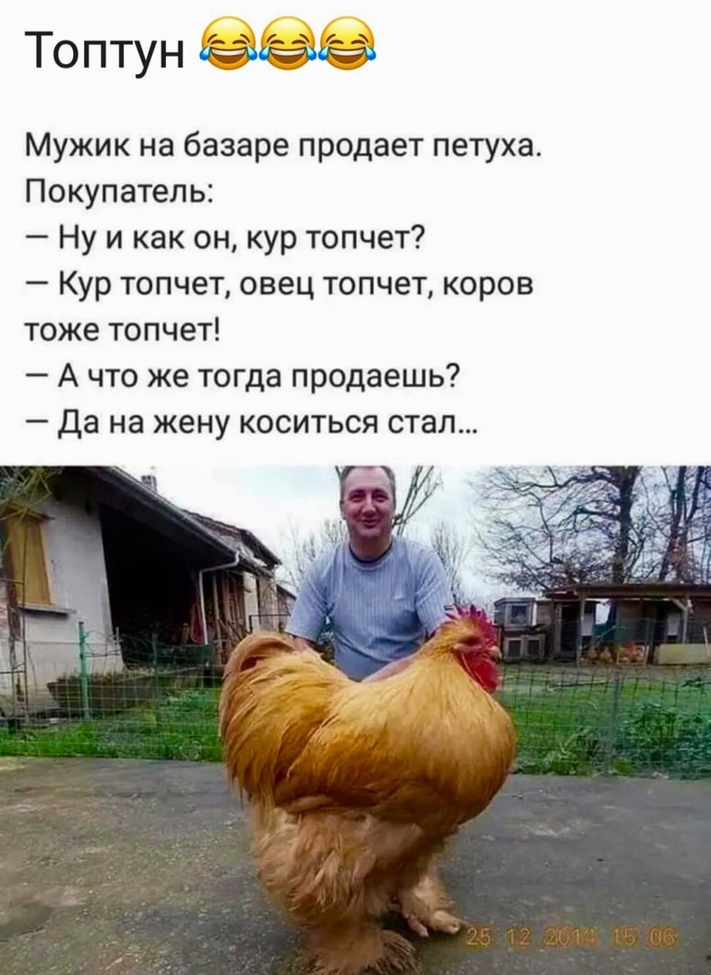 Голубь доминируй властвуй унижай