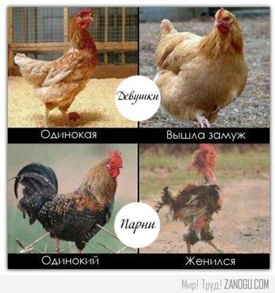 Курица с шевелюрой на голове