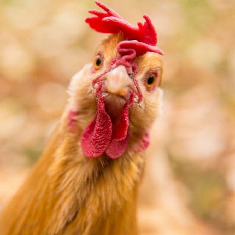 Прикольный петух