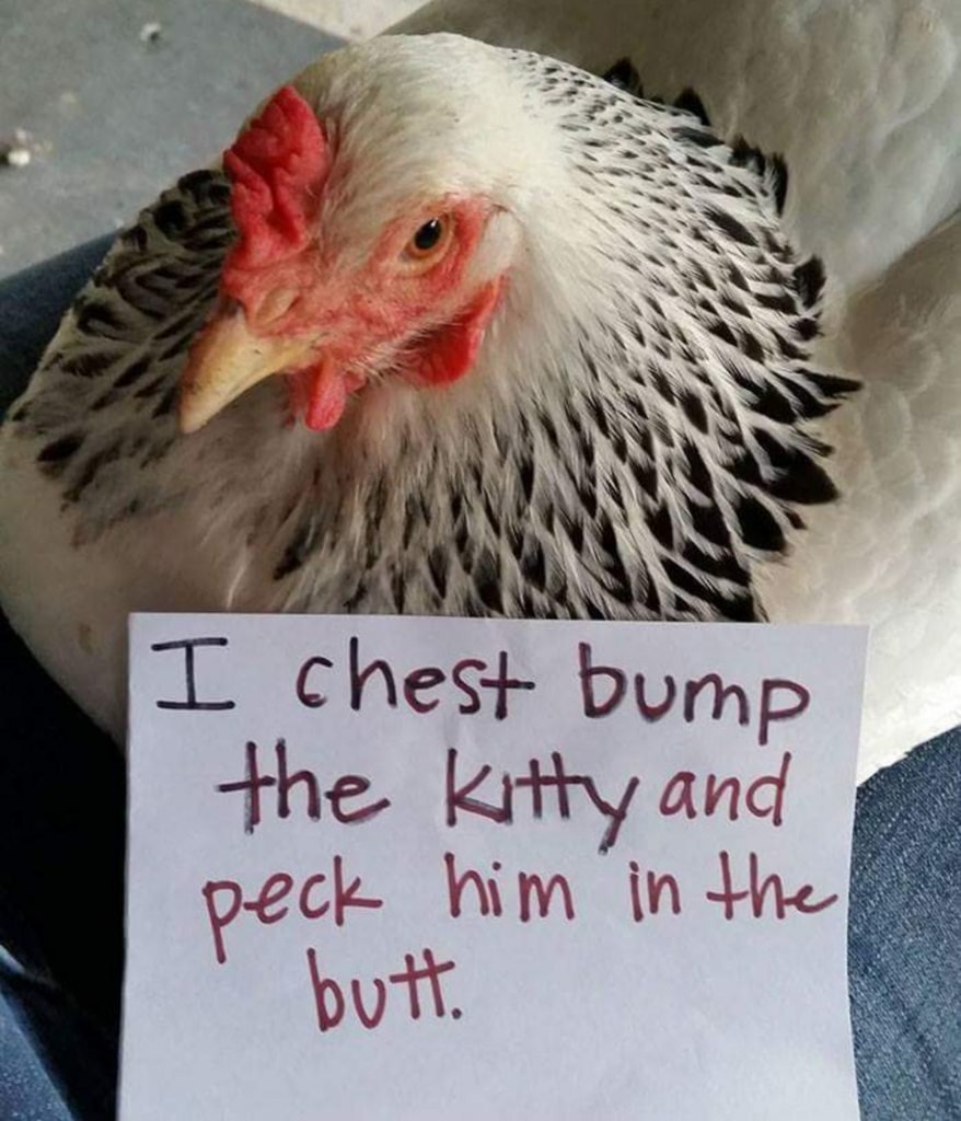 Смешные имена для куриц