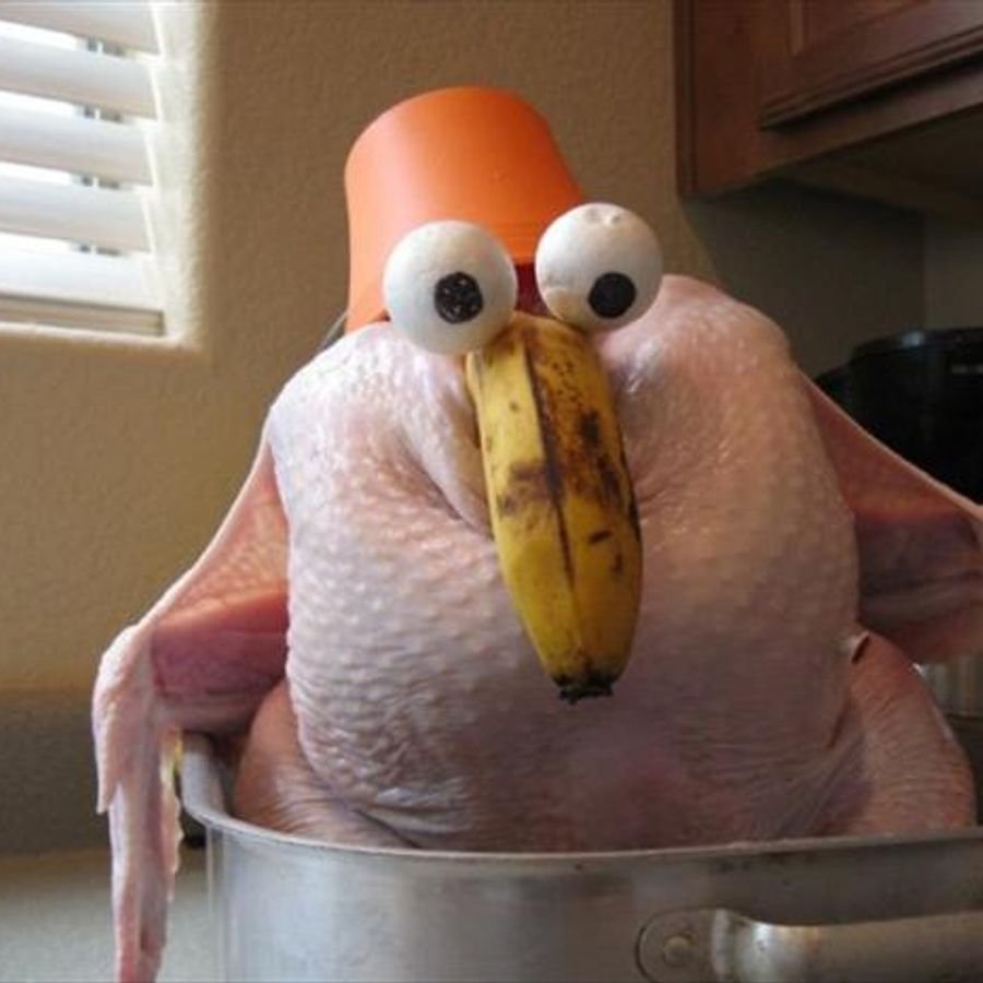 Ощипанный волнистый попугай