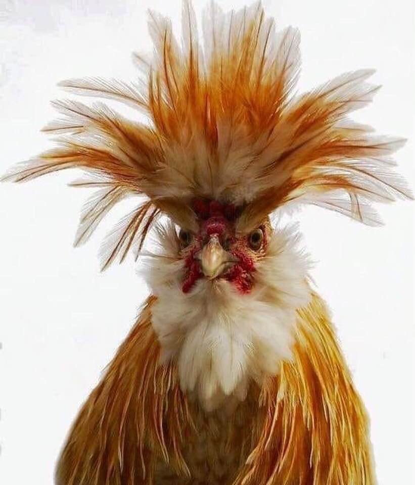 Взъерошенный петух