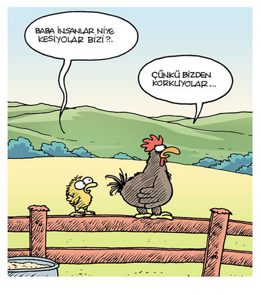 Петух проиграл