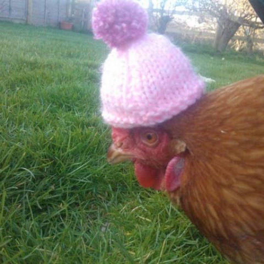 Шутка про курятину