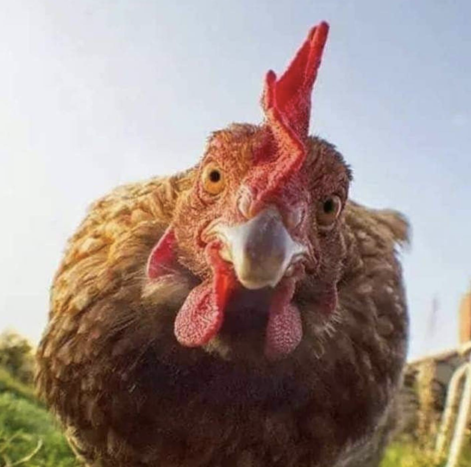 Удивленный петух