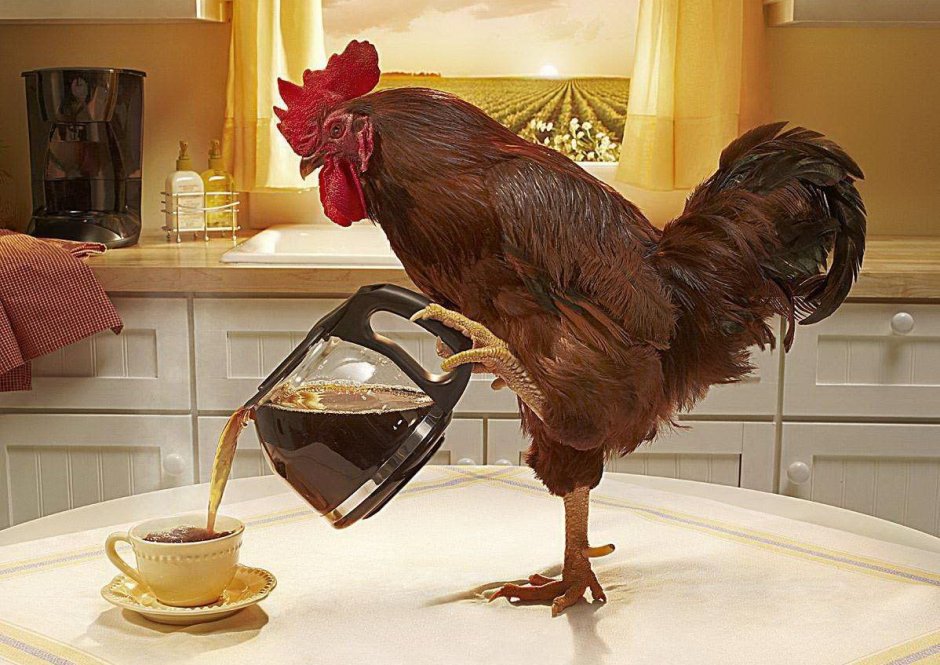 Заботливая Курочка