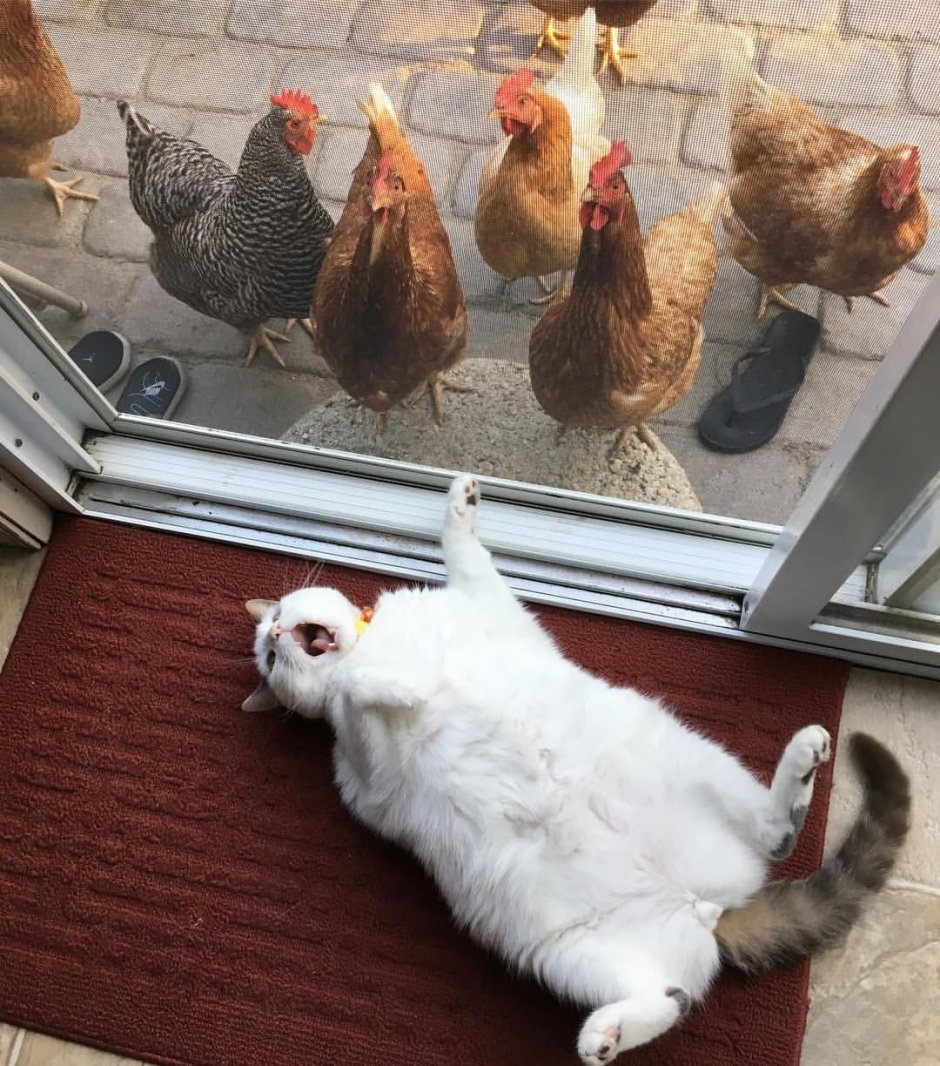 Бешеный петух