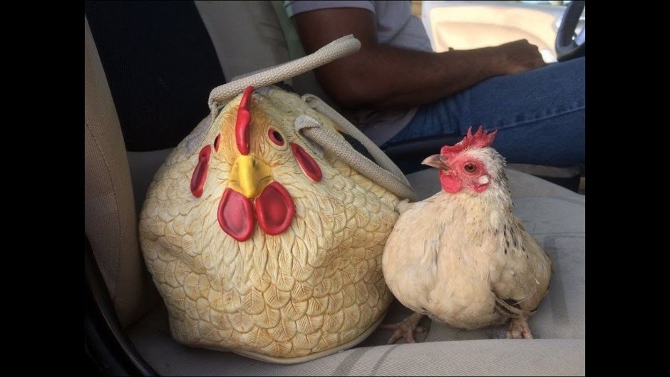 Жарьте цыпочек