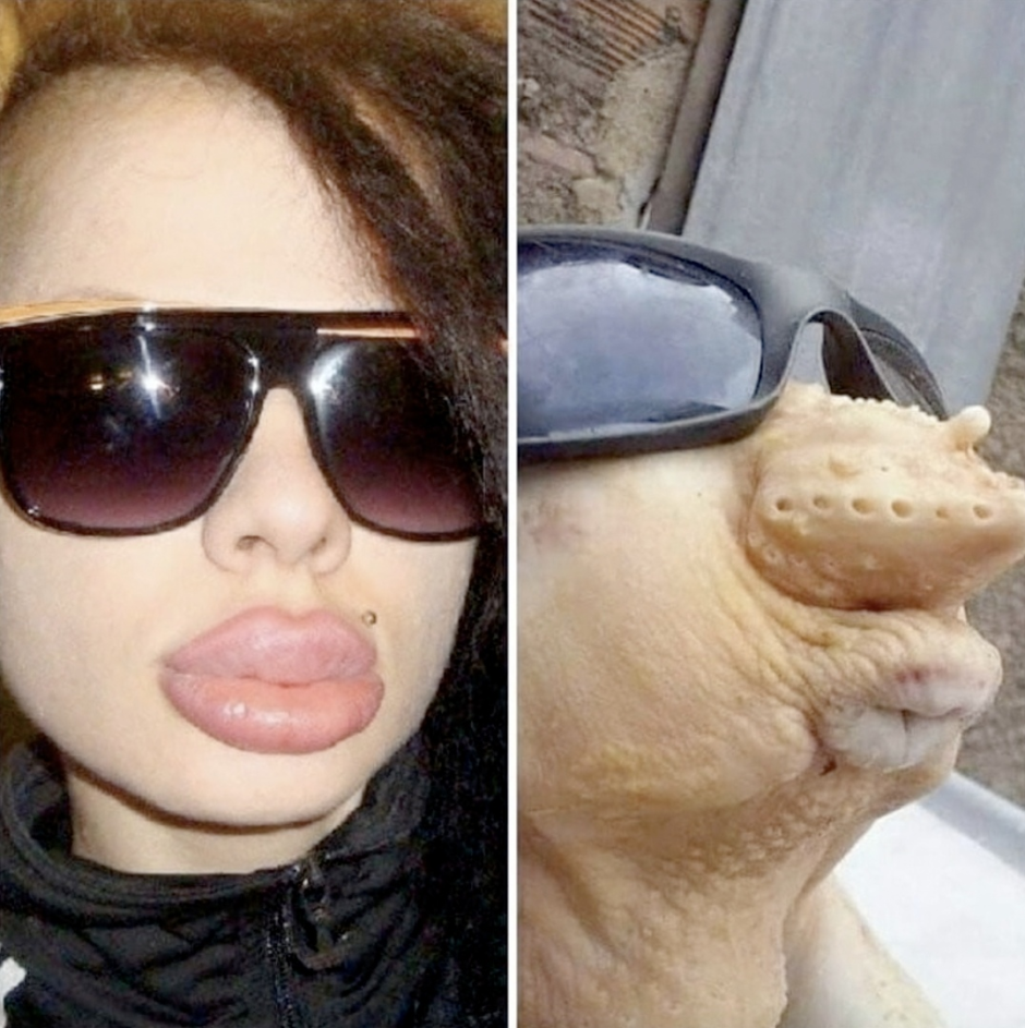 Прикольные петухи и куры в шапках