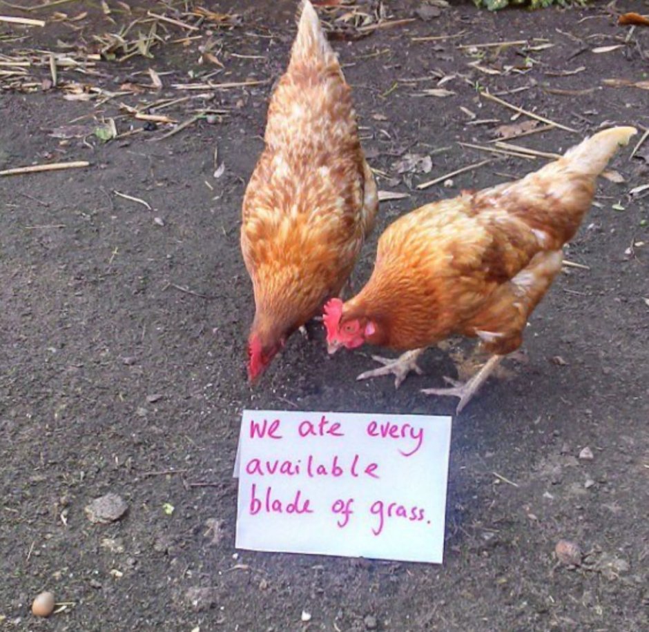 Милые цыплята