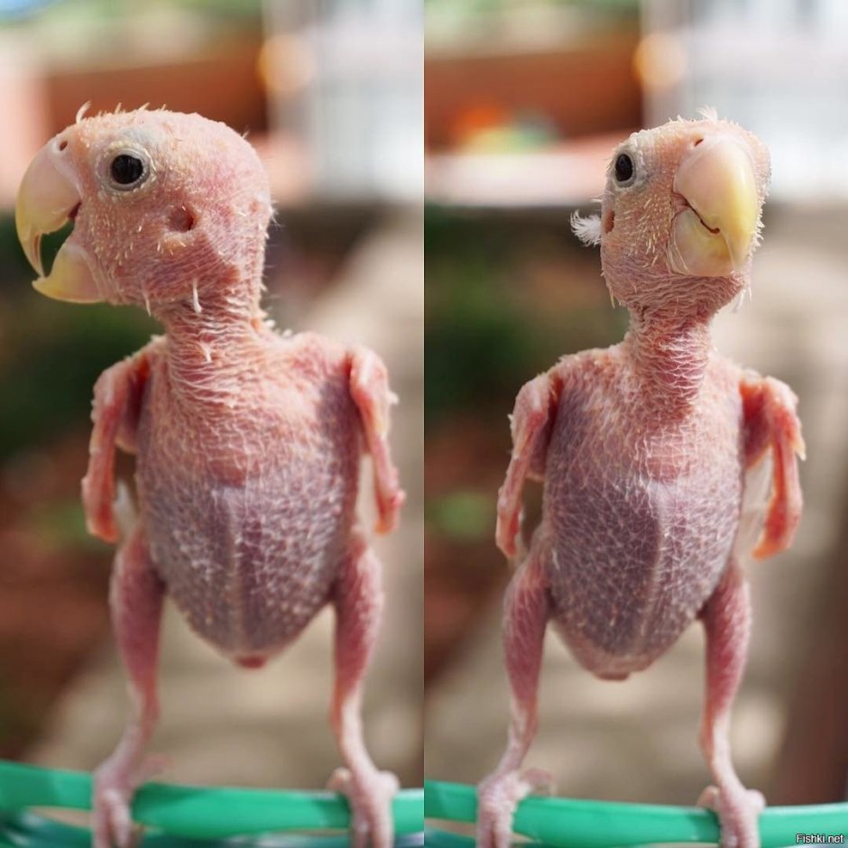 Петух в очках