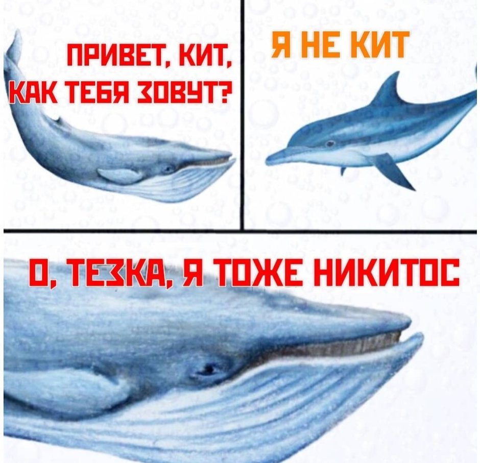 Тихий дом море китов f57