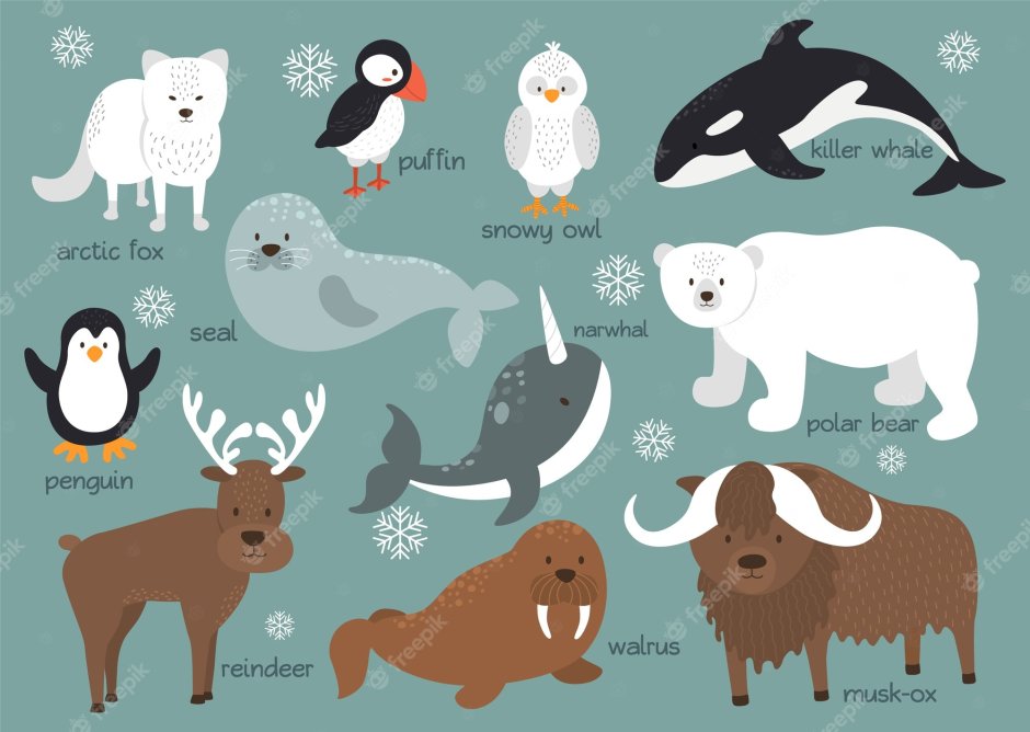 Arctic animals Set