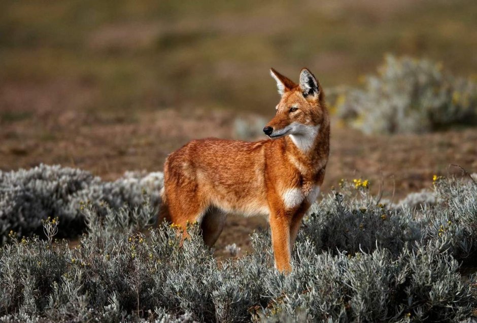 Эфиопский Шакал (canis simensis)