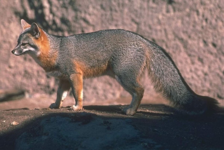 Серая лисица Urocyon cinereoargenteus