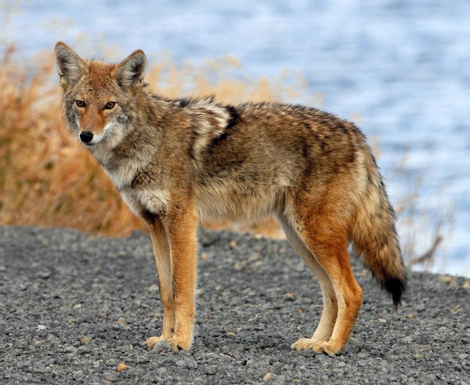 Койот Северной Америки
