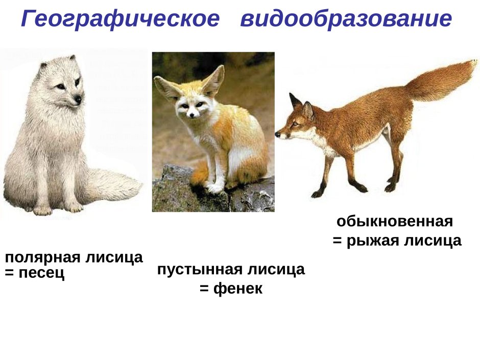 Микроэволюция видообразование