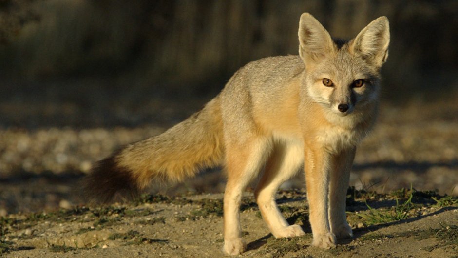 Американский Корсак Vulpes Velox