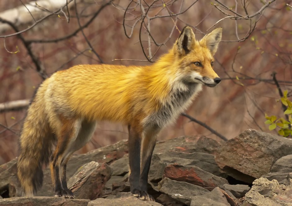 Лисица (Vulpes Vulpes)