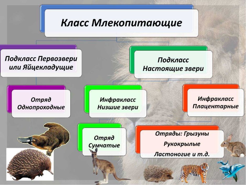 Систематика млекопитающих