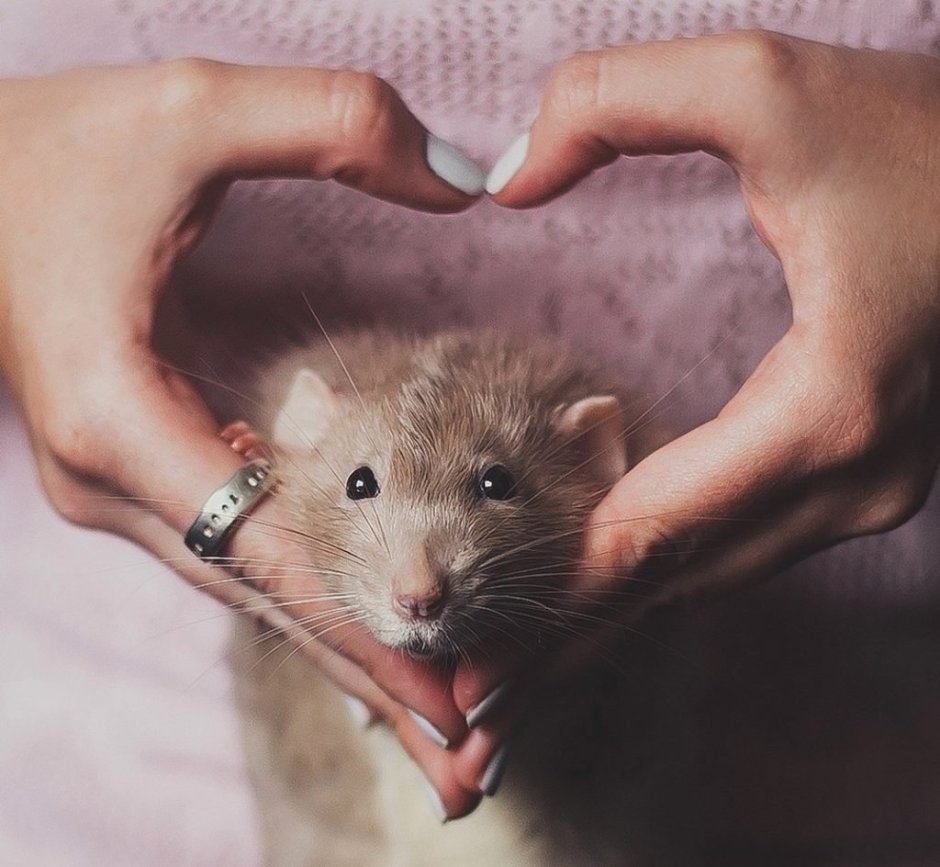 Карина Схапман Мышкин дом