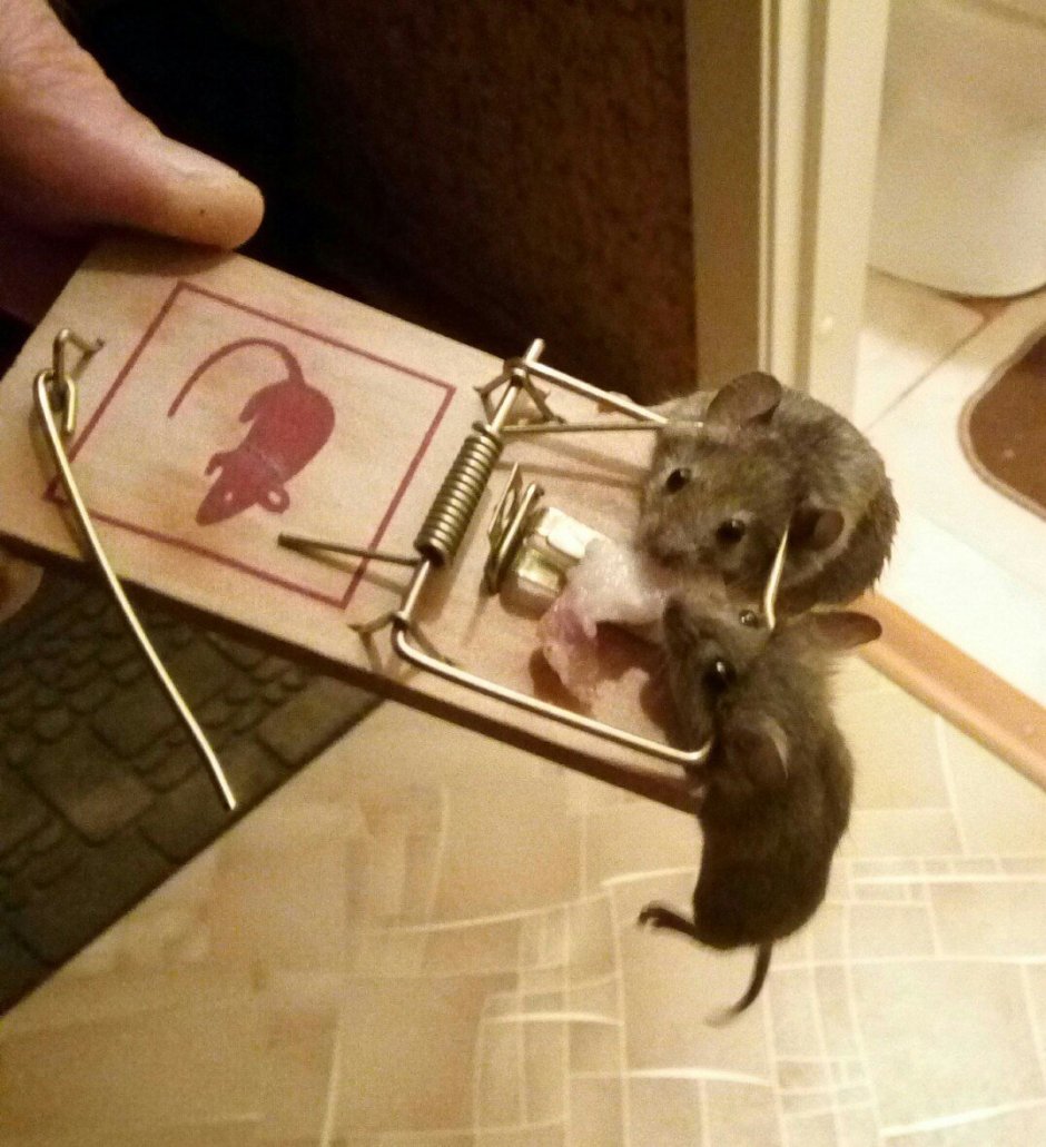 Хомяк в короне