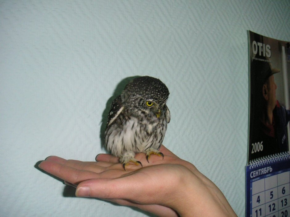 Сыч National Geographic