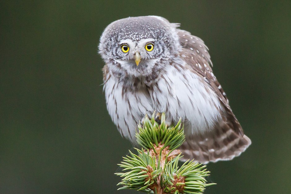 Воробьиный Сыч (Glaucidium passerinum l.),