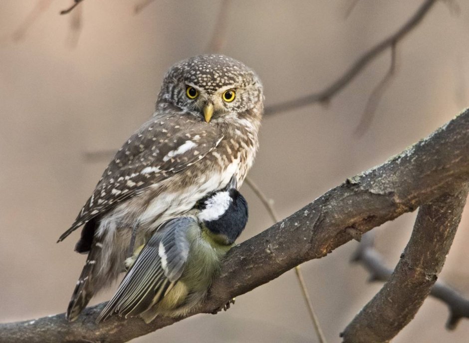 Воробьиный Сыч (Glaucidium passerinum l.),