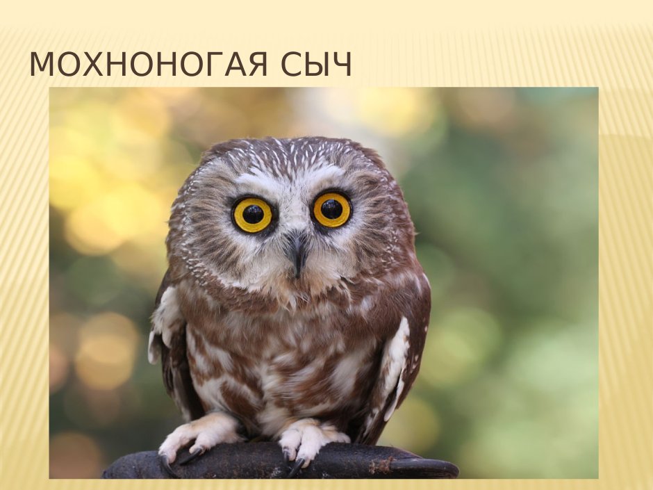 Сыч-Эльф кактусовый Сыч