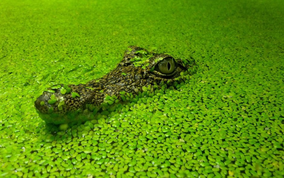 Protobothrops mangshanensis