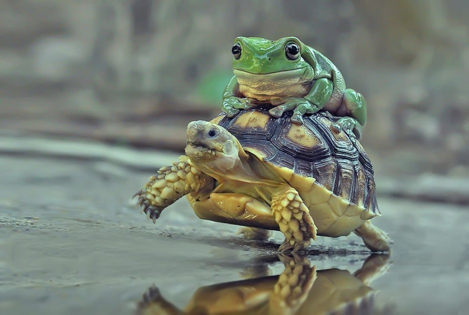 Прикольные лягушки