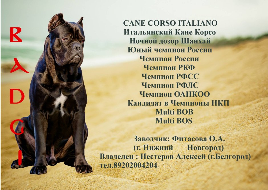 Кане Корсо логотип