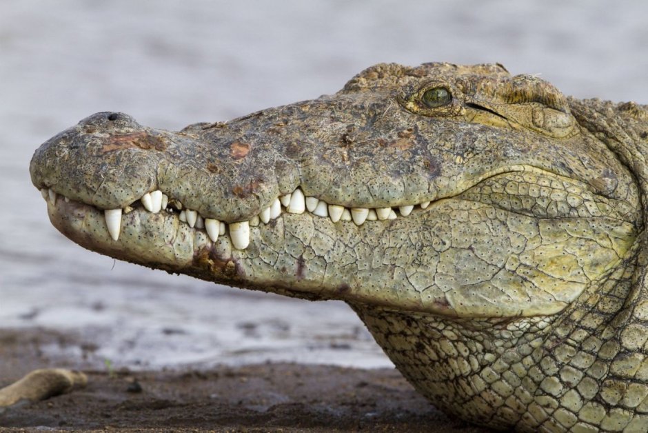 Волосатый крокодил