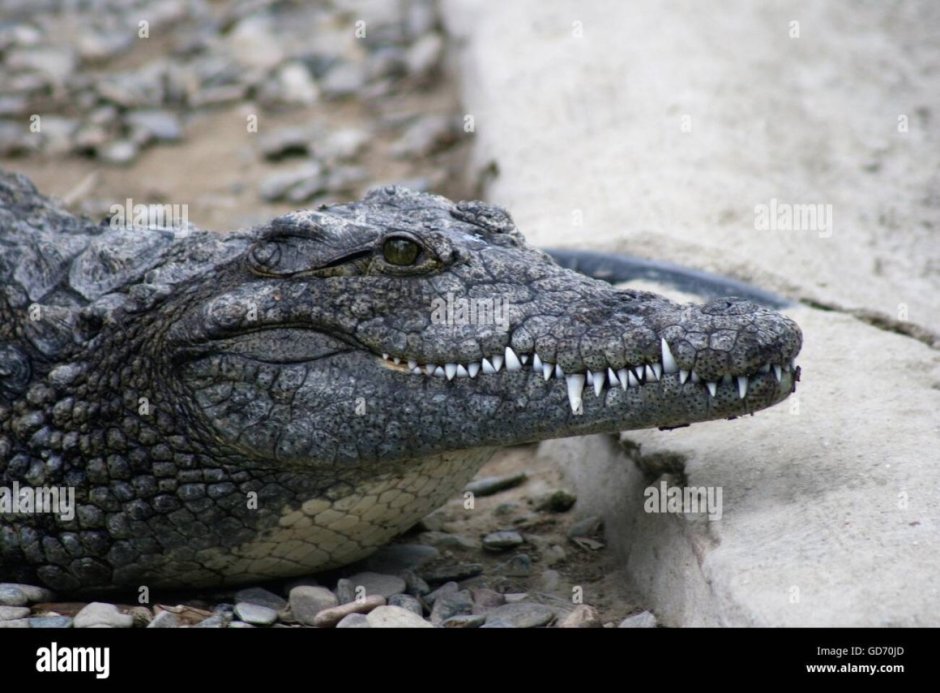 Гребнистый крокодил фото с человеком