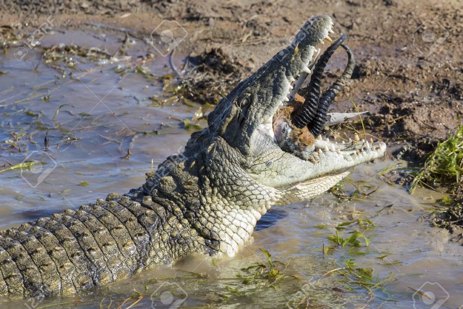 Нильский крокодил орган