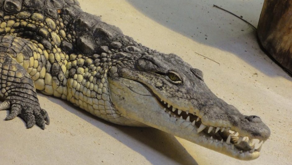 Крокодил Аллигатор гавиал