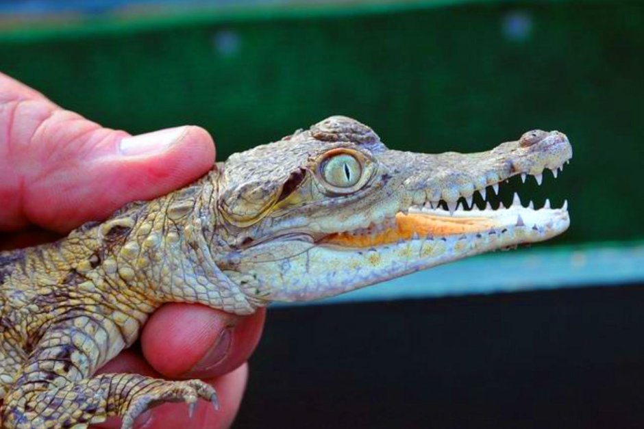 Уши крокодила