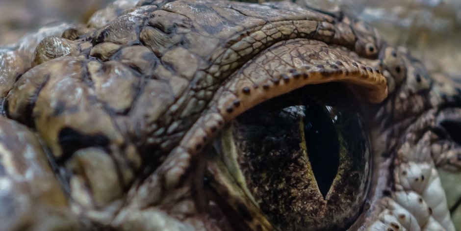 Уши крокодила