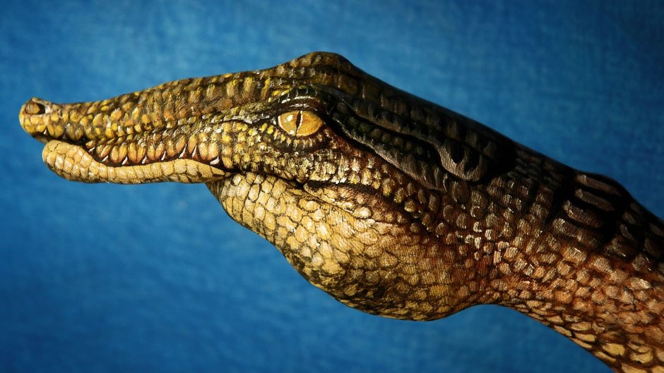 Пресмыкающиеся крокодил