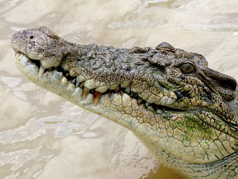 Опасные рептилии